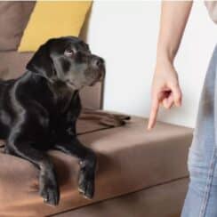 11 Things That People Do That Dogs Don't Like