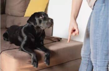 11 Things That People Do That Dogs Don't Like