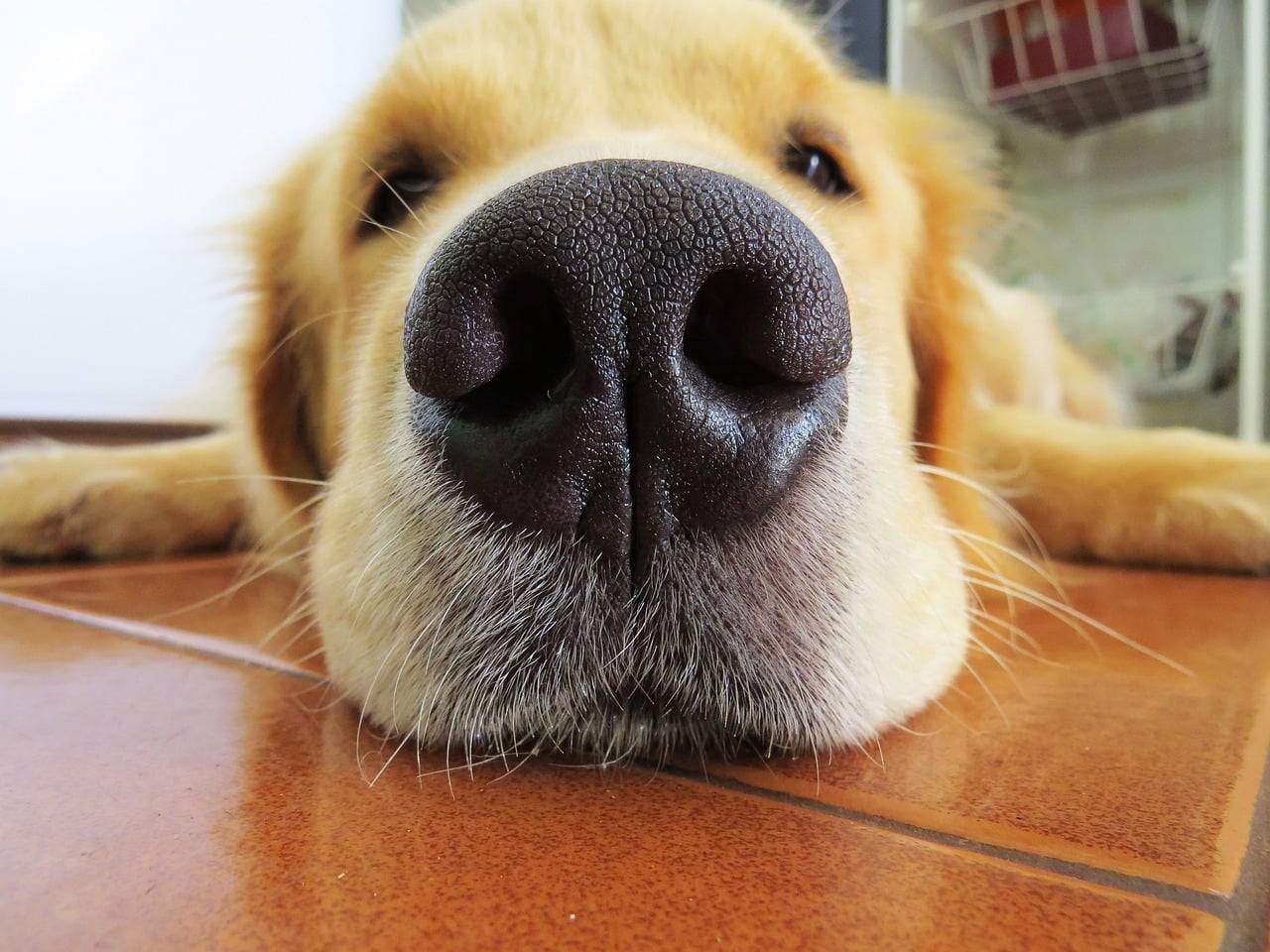 6 Medical Conditions That Dogs Can Sniff Out3