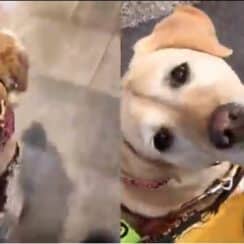 A Blind Woman And Her Guide Dog Form An Inspiring Friendship