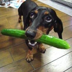 Do Dogs Like Cucumbers