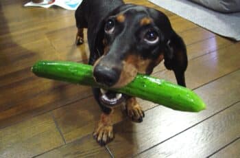 Do Dogs Like Cucumbers