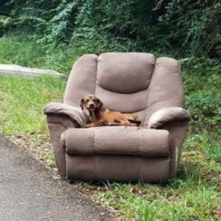 Dog Refuses to Leave the Chair She Was Left on by the Roadside