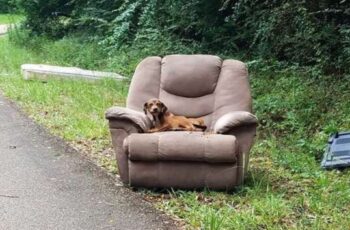 Dog Refuses to Leave the Chair She Was Left on by the Roadside