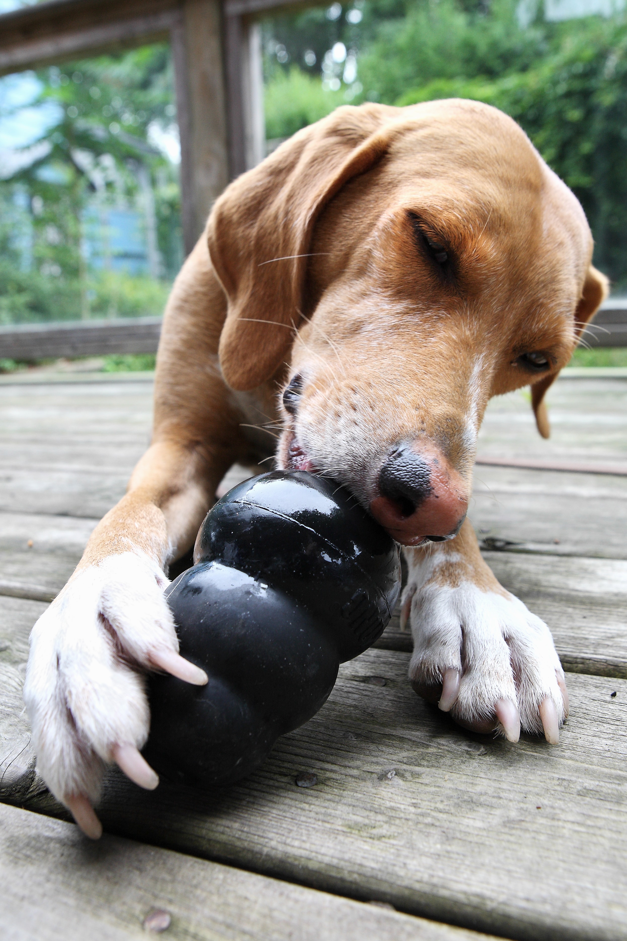 Dog Toys That Are Hard To Destroy