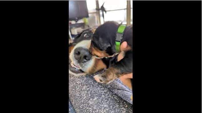 Doting Bernese Mountain Dog Gives Some Love To Her New-Born Puppy, And The Heartwarming Incident Will Make Your Hearts Melt2