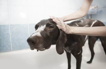 Home Remedies for Pet Odor