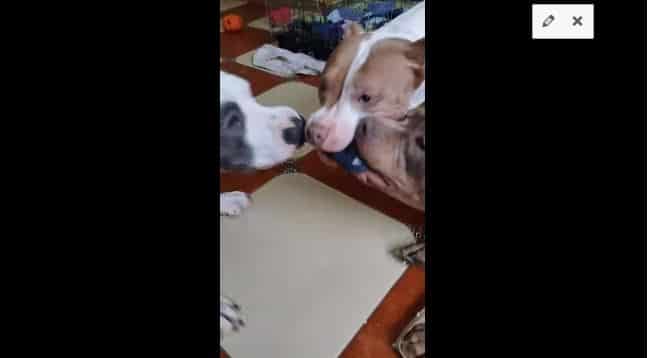 Three Pit Bulls Fight Over One Toy When There Were Tons Of Other Playthings Around - Their Behavior Will Remind You Of Your Childhood1