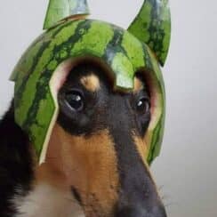 Canine Cuteness With Watermelon Hats To Make Your Day Better