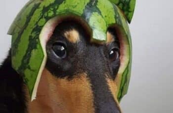 Canine Cuteness With Watermelon Hats To Make Your Day Better