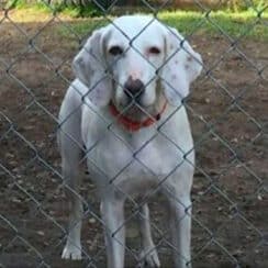 Gumby is Sent to the Shelter 11 Times Before Staff Realizes He Has a Home