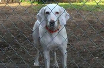 Gumby is Sent to the Shelter 11 Times Before Staff Realizes He Has a Home