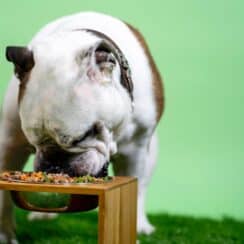 How to Make Homemade Dog Food for Senior Dogs