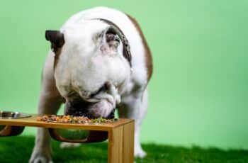 How to Make Homemade Dog Food for Senior Dogs