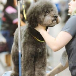 Is Dog Grooming a Good Business?