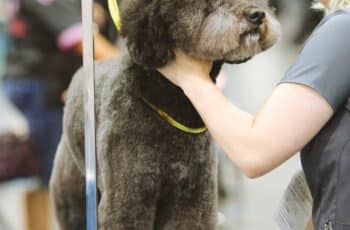 Is Dog Grooming a Good Business?