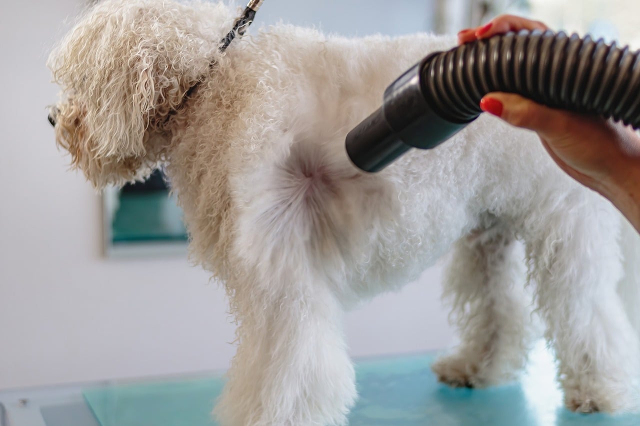 Is Dog Grooming a Good Business2