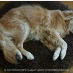 A Dog With a Note on Its Collar Naps at a Woman's House