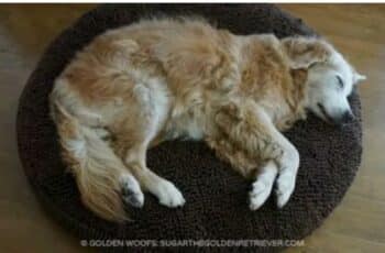 A Dog With a Note on Its Collar Naps at a Woman's House