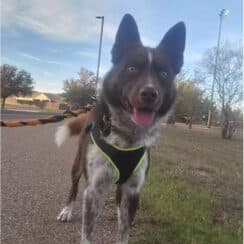 Days After Meeting His Foster Mom, a Dog Saves Her Life