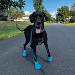 Giant Dog Obsessed With 'Crocs'