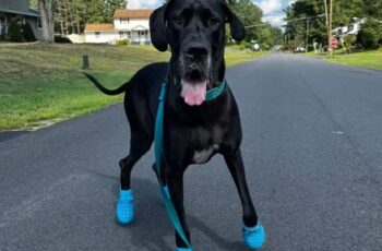 Giant Dog Obsessed With 'Crocs'