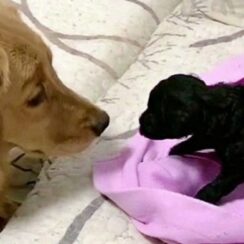 Golden Retriever Loves Meeting a Rescue Puppy