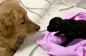 Golden Retriever Loves Meeting a Rescue Puppy