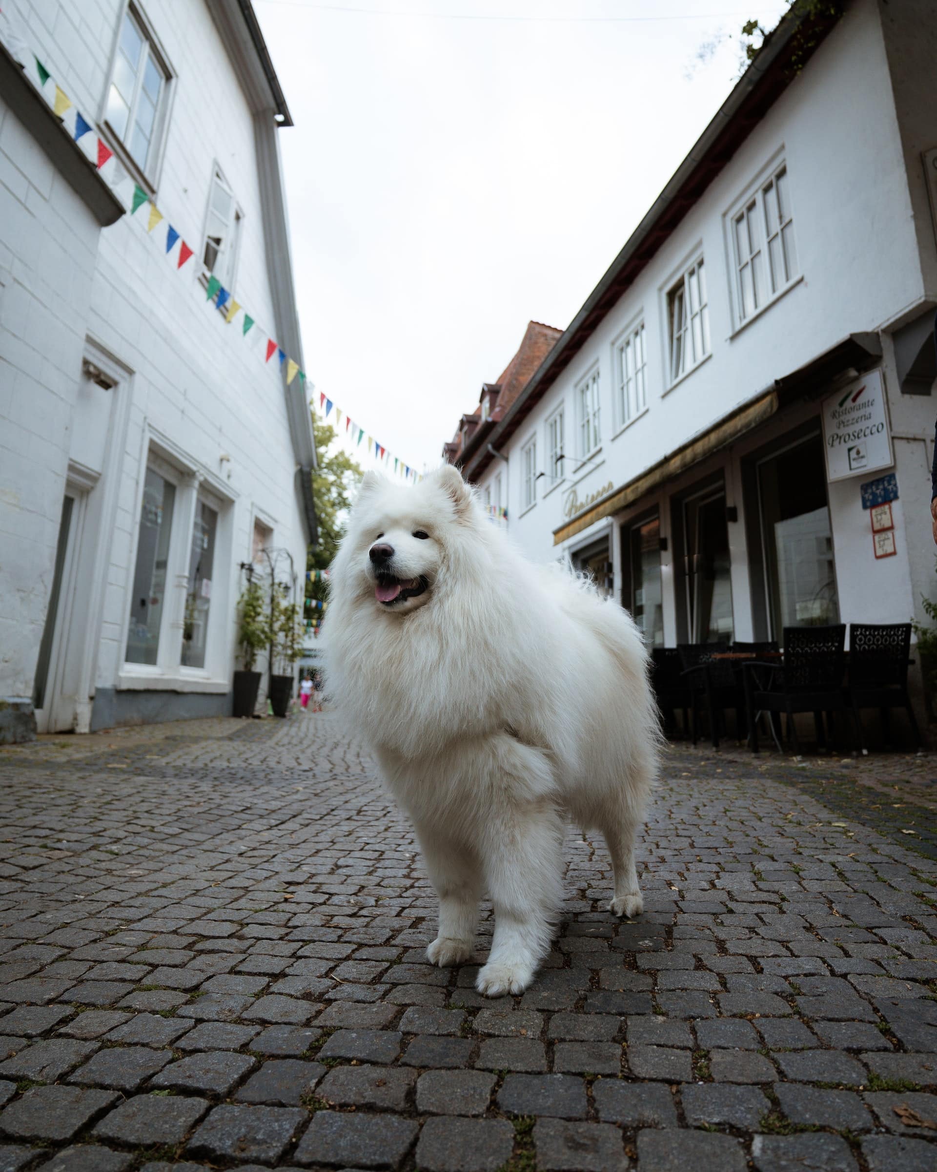 Samoyeds