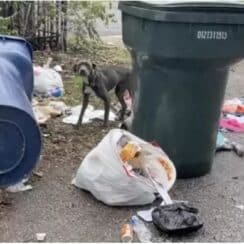 Stray Dog Found Sleeping On Trash Can’t Stop Hugging Her Rescuers