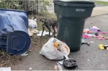 Stray Dog Found Sleeping On Trash Can’t Stop Hugging Her Rescuers