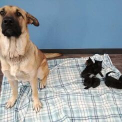 Stray Dog Found in Snow With Orphaned Kittens