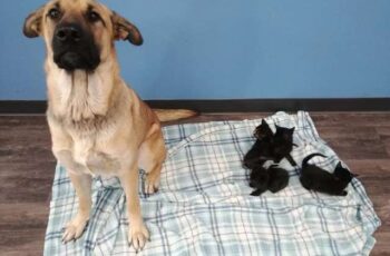 Stray Dog Found in Snow With Orphaned Kittens